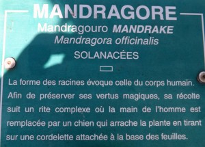 mandragora